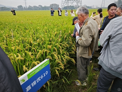 科技赋能提升稻米品质 锡山区水稻新品良种推介会上成"香饽饽"