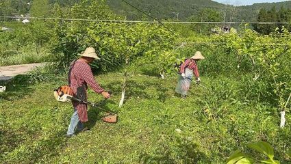 【台农耕蜀】四川南充西充县台资农企春耕忙